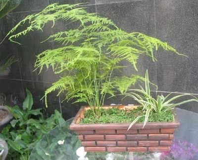 2011年家居旺财旺家的28种植物 2011年家居旺财旺家的28种植物