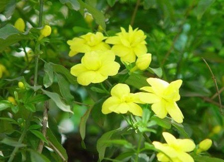 2011年家居旺财旺家的28种植物 2011年家居旺财旺家的28种植物
