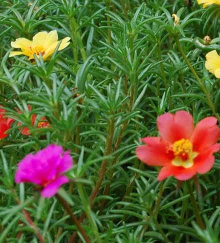 2011年家居旺财旺家的28种植物 2011年家居旺财旺家的28种植物