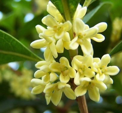 2011年家居旺财旺家的28种植物 2011年家居旺财旺家的28种植物