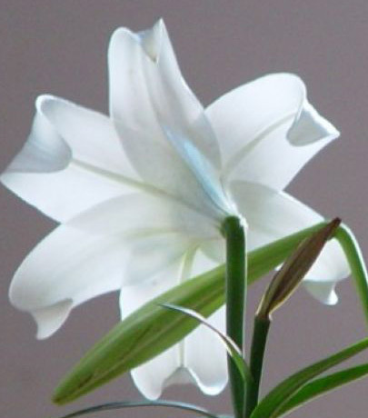 2011年家居旺财旺家的28种植物 2011年家居旺财旺家的28种植物